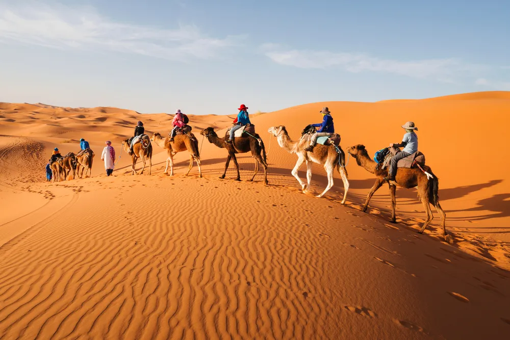 camel desert merzouga morocco