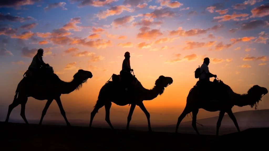 Camel caravan at sunset in the Morocco desert – Discover Morocco Now Sahara desert camel trekking